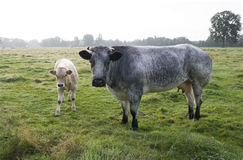 Eurasia Livestock | Breeding Heifers | Belgian Blue