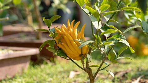 Buddha's Hand Tree Care - How To Grow And Harvest Buddha’s Hand Citron