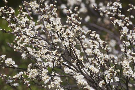 Buy Beach Plum for Sale Online | Direct Native Plants