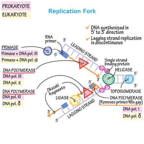 Dna Replication Drawing at PaintingValley.com | Explore collection of ...