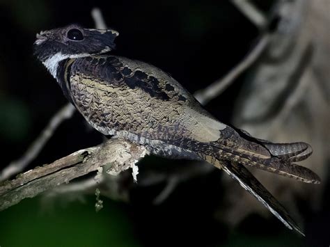 Not dragons. This is the Great-Eared Nightjar - A bird with a ...