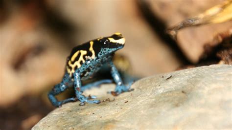 Professor Creates Frog Habitat in Lab, Learning Comes to Life | Polk ...