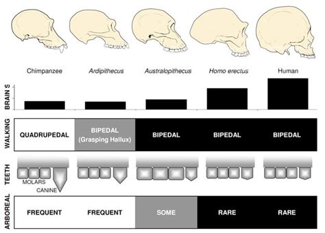 Overview of Hominin Evolution | Learn Science at Scitable