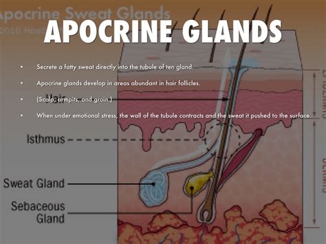 [DIAGRAM] Diagram Of Apocrine Gland - MYDIAGRAM.ONLINE