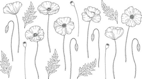 Poppy Flower Outline Drawing | Best Flower Site