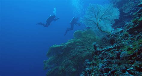 Scientists cataloged nearly 200 coral species living in the deep ocean ...