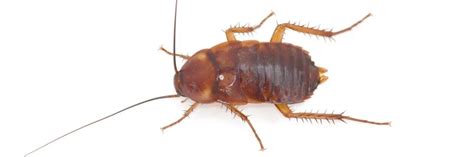 Baby Roaches in the Home: What Does this Mean? | Solutions Pest & Lawn