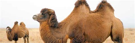 Bactrian Camel - Animal Facts and Information