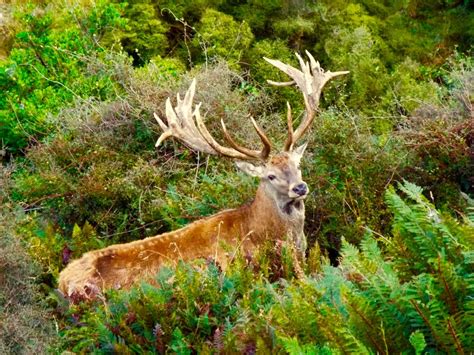 Red Stag · New Zealand Safaris