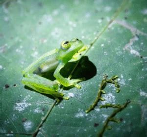 8 Facts about Glass Frog: a Transparent Wonder - Odd Facts