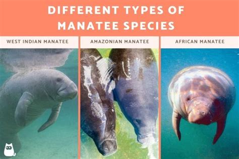 How Many Types Of Manatees Are There Worldatlas Com - Riset