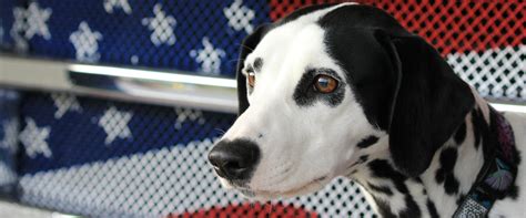 The History of Dalmatian Fire Dogs | TrustedHousesitters.com