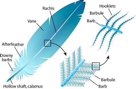 Learn How to Draw Feathers with This Step-By-Step Guide | Feather ...