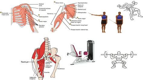 Adduction Definition Anatomy - Anatomy Book