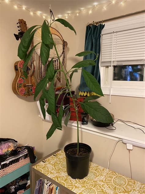 Hello! Indoor avocado tree advice needed please! See comments ...