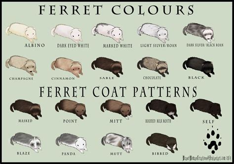 Ferret Colour and Coat Pattern Chart by WeaselWomanCreations.deviantart ...