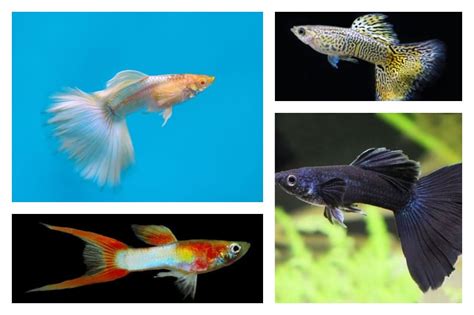 Rare Guppy Breeds That You Have to Check Out - Build Your Aquarium