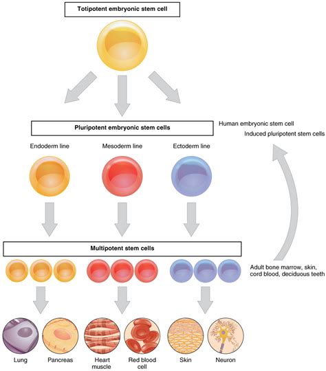 Lose An Organ? Grow a New One! – BIOL312 @UNBC – Molecular Cell Physiology