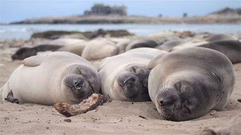 Los elefantes marinos se echan la siesta mientras bucean: el ...