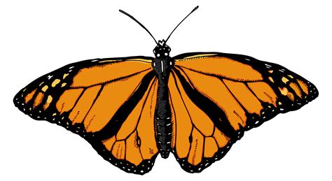 Monarch Butterfly Art with Orange Wings Clipart PNG | PNG All