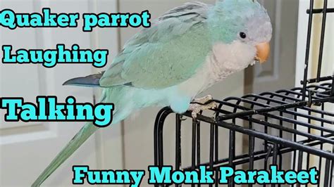 Blue Quaker Parrot Talking | Laughing Monk Parakeet 🦜 - YouTube