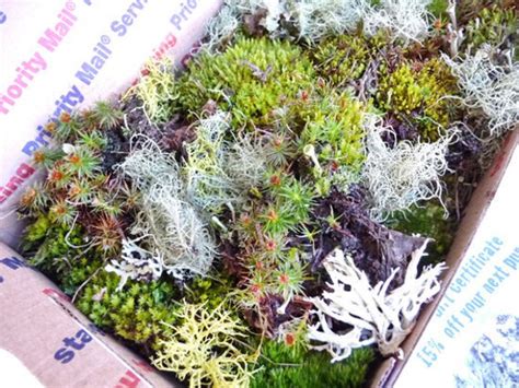 Moss Lichen Terrarium Live Organic Real Assortment by buffalogirls