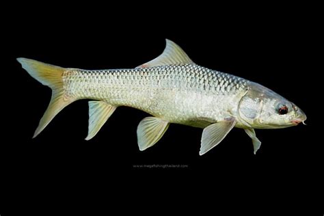 Mrigal carp (Cirrhinus cirrhosus) | MegaFishingThailand | Freshwater ...