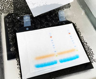 Western blotting guide: Part 3, Electroblotting – Protein Transfer