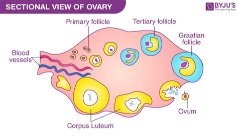 Human Egg Cell - Structure and Functions of Ovum