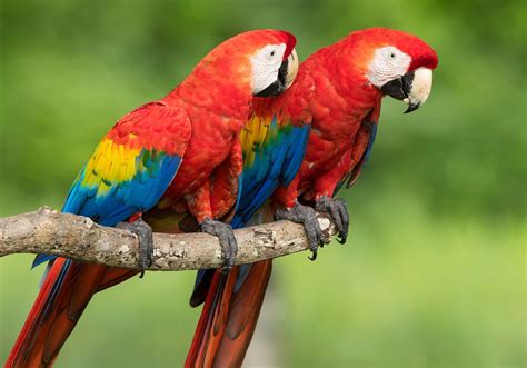 Download Macaw Parrot Bird Animal Scarlet Macaw HD Wallpaper