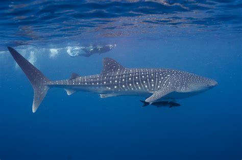 Peces excepcionales V: El tiburón ballena, un noble gigante | Museo ...