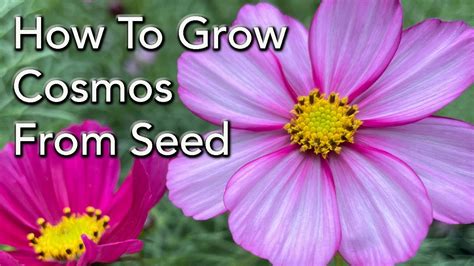 How to Grow Cosmos Flowers From Seed - How to Prune For More Flowers ...