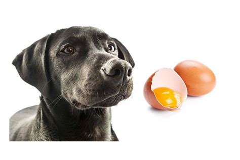 Can Dogs Eat Raw Eggs- Know Its Benefits For Your Dog. – The Pet Tips