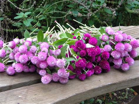 Wedding Flowers from Springwell: Gomphrena- A Lot to Love in a Little Bloom