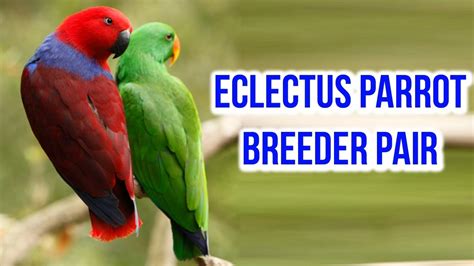 Eclectus Parrot Breeder Pair | Eclectus Parrot Breeding Pair | Exotic ...