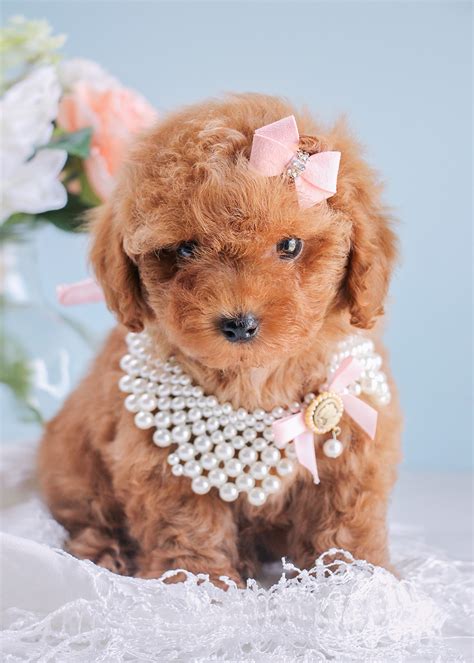 Cutest Red Poodle Puppies Available South Florida | Teacups, Puppies ...