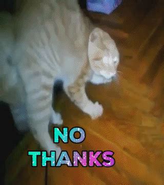 Really Funny Cat Gifs - Cat Mania