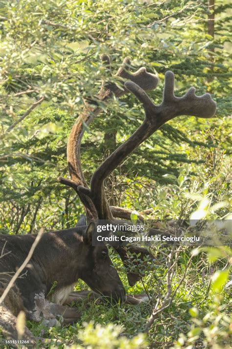 A Massive Male Caribou Or Reindeer Rangifer Tarandus A Member Of The ...