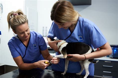 Services - Success Veterinary Hospital