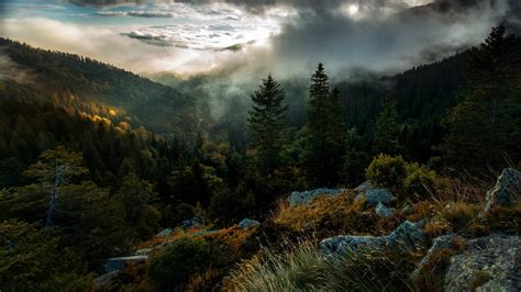 Areal Photography Of Forest Covered With Mist Under Cloudy Sky During ...