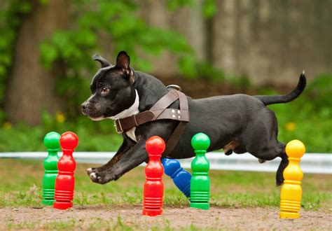 Outdoor Dog Games You Can Play Together – Union Lake Pet Services