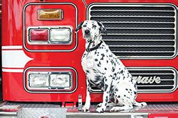 LAFD History: Fire Dogs and Horses - The Relief