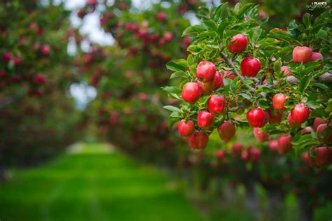 apples, orchard, Apple trees - Plants wallpapers: 2048x1367