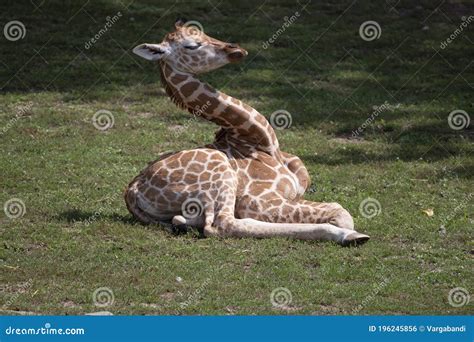 Baby Giraffe in a Zoo in Hungary Stock Photo - Image of wild, cute ...