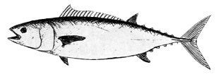 Slender Tuna - Allothunnus fallai - Attains a maximum weight of 12kg