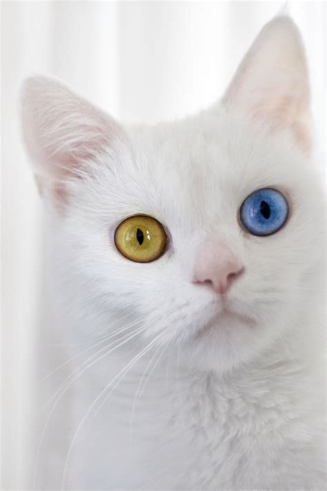 What your cat's eyes can tell you about her health | Cats, Pretty cats ...