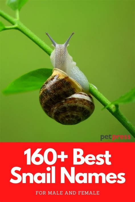 160 Best Snail Names - Cute & Funny Names For Your Pet Snail