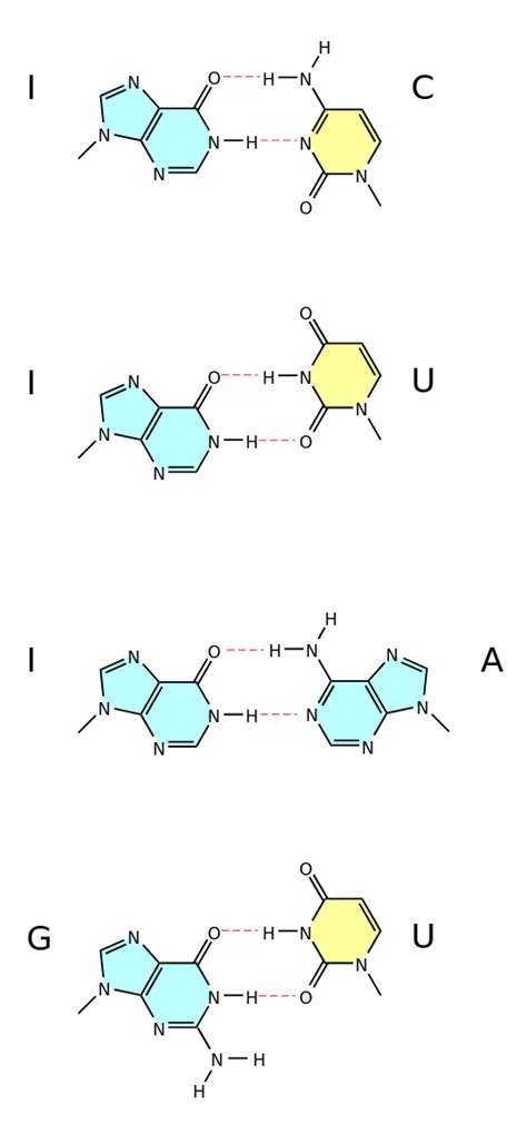 evolution - Why are there exactly four nucleobases in DNA? - Biology ...