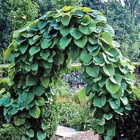 Climbing Creeper Plant at Rs 25 | Garden Plant in Vellore | ID: 6192213288