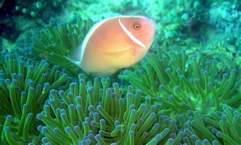 Clownfish and sea anemone relationship myths and facts